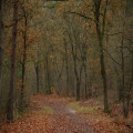 Welke 5 bossen in Nederland hebben eind oktober de mooiste herfstkleuren