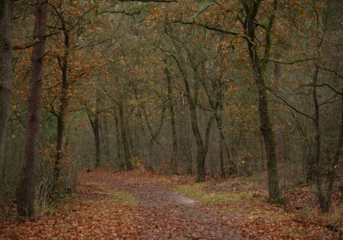 Welke 5 bossen in Nederland hebben eind oktober de mooiste herfstkleuren