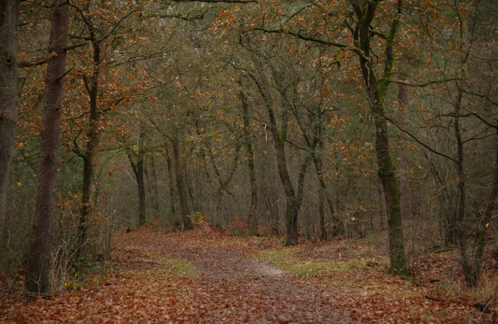 Welke 5 bossen in Nederland hebben eind oktober de mooiste herfstkleuren