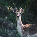 Wat is er allemaal te doen op de Veluwe?