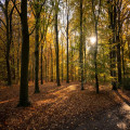 Wanneer valt de herfstvakantie 2026 voor regio Noord, Midden en Zuid