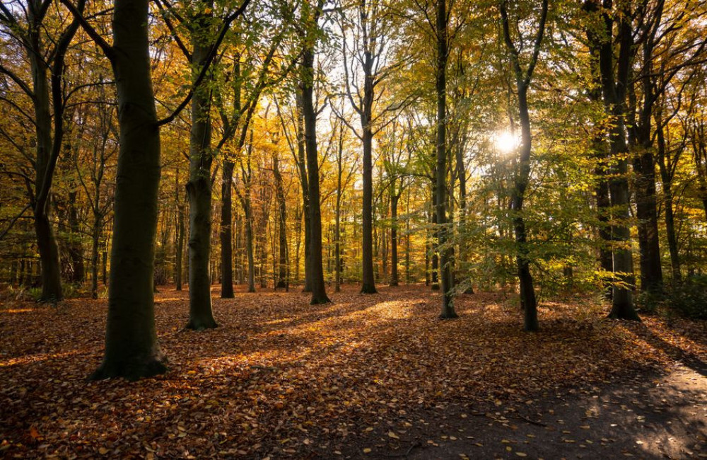Wanneer valt de herfstvakantie 2026 voor regio Noord, Midden en Zuid