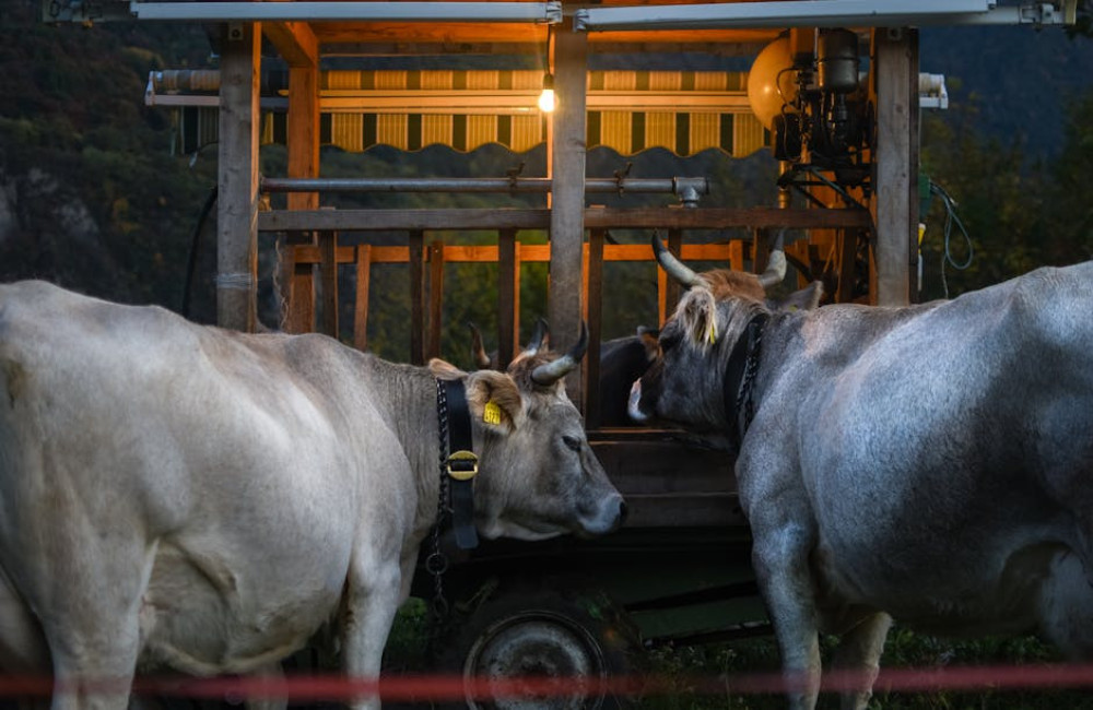 Weekendje weg op het platteland: hoe vind je de leukste boerderijovernachting